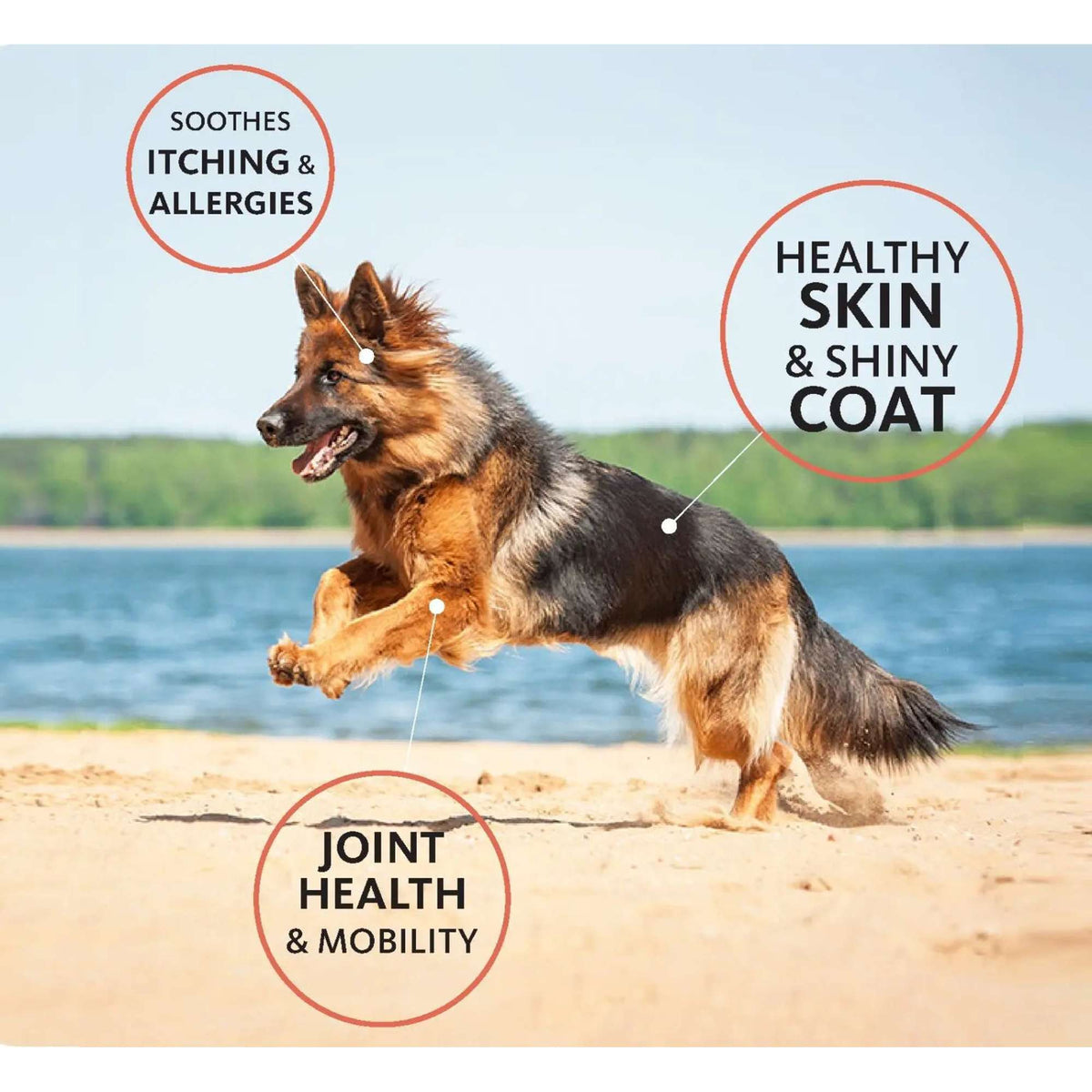 Brilliant Salmon Oil for Dogs and Cats