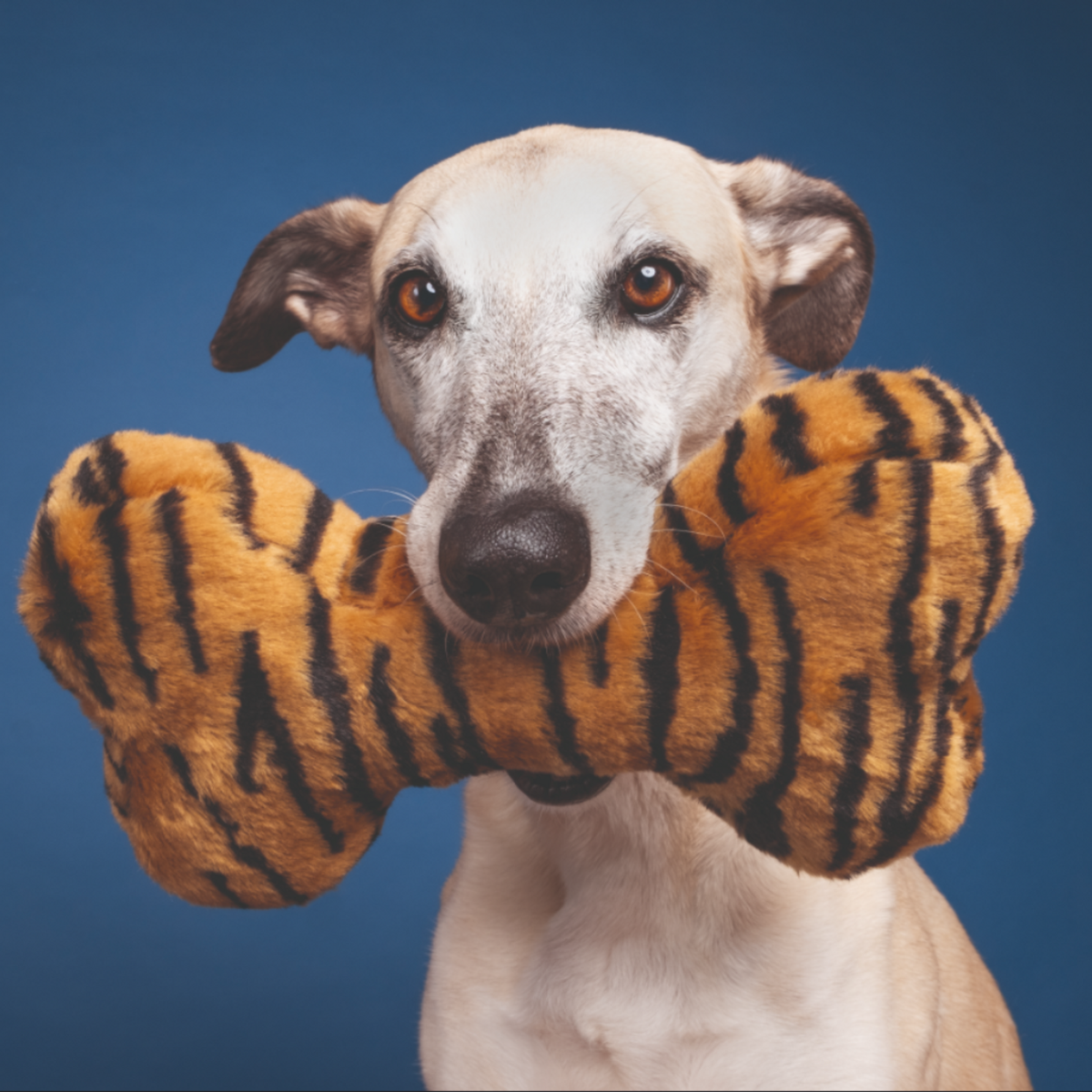 Fluff &amp; Tuff Tiger Bone Dog Toy