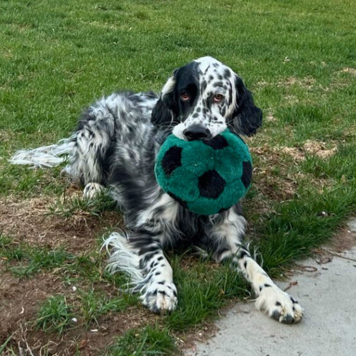 Fluff &amp; Tuff Soccer Ball Dog Toy