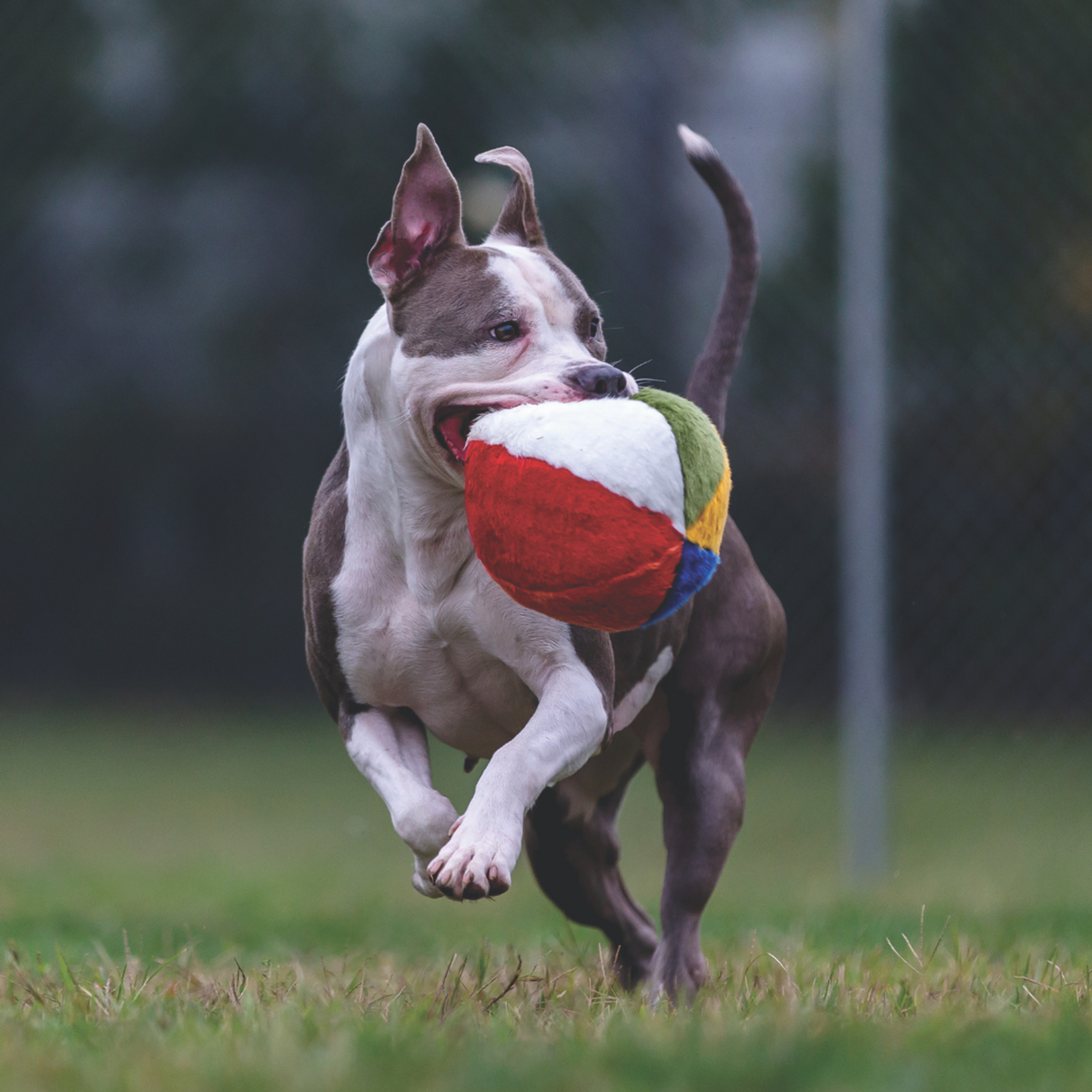Fluff &amp; Tuff Beach Ball Dog Toy