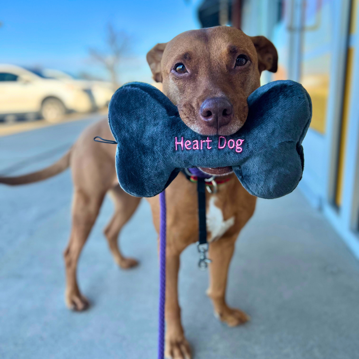 Fluff &amp; Tuff Heart Dog Bone Dog Toy