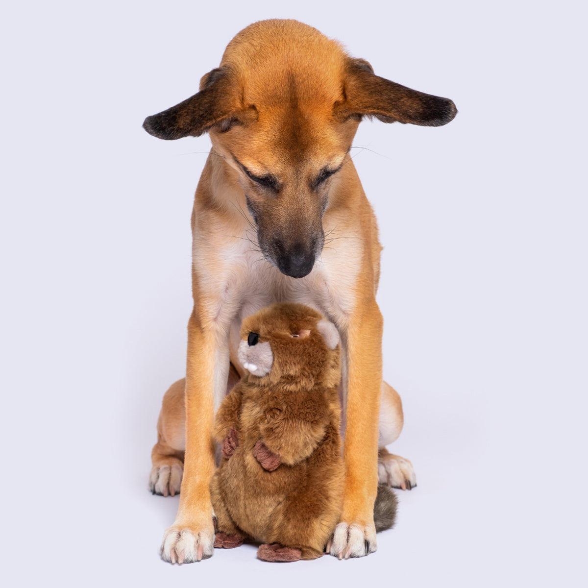 Fluff & Tuff Troy Beaver Dog Toy