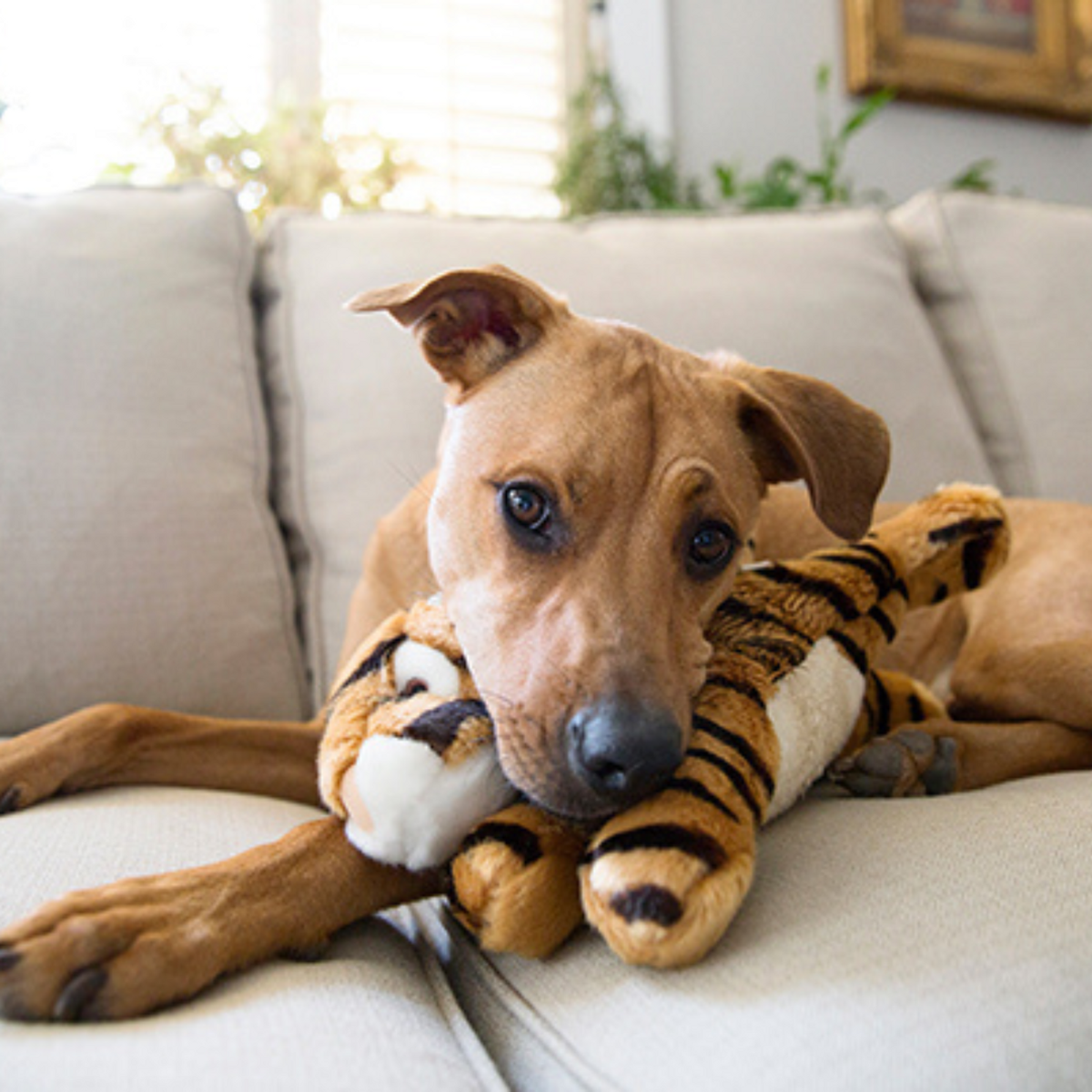 Fluff &amp; Tuff Boomer Tiger Dog Toy