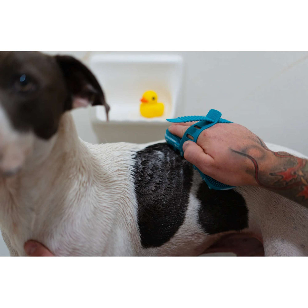Messy Mutts Dual Sided Grooming Brush for Dogs