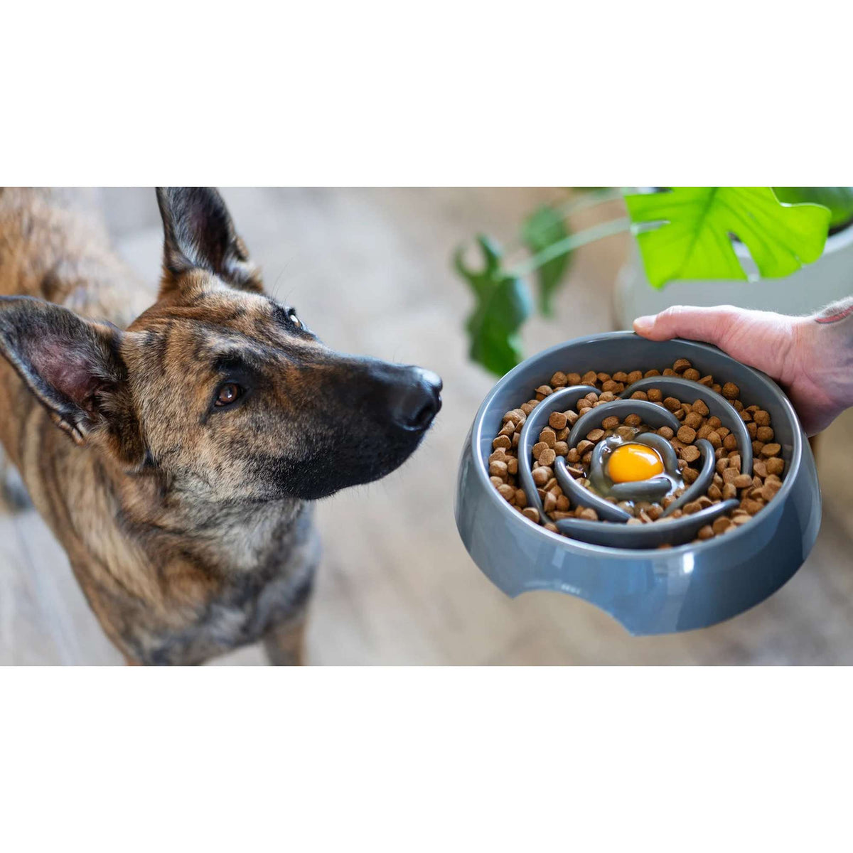 Messy Mutts Slow Feeder for Dogs and Cats