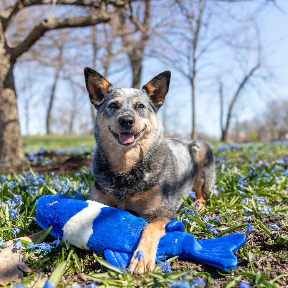 Fluff &amp; Tuff Gil Koi Dog Toy
