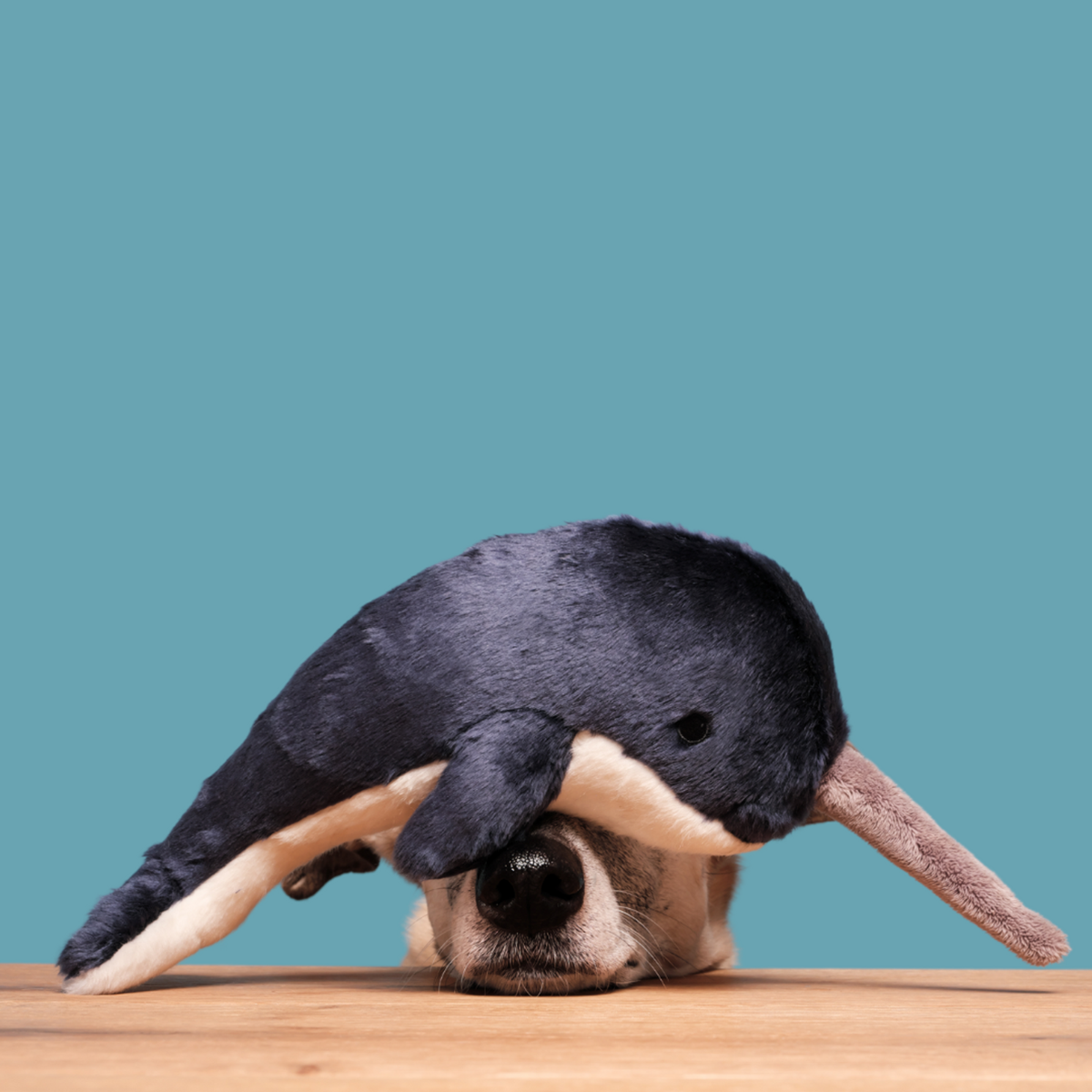 Fluff &amp; Tuff Bleu Narwhal Dog Toy