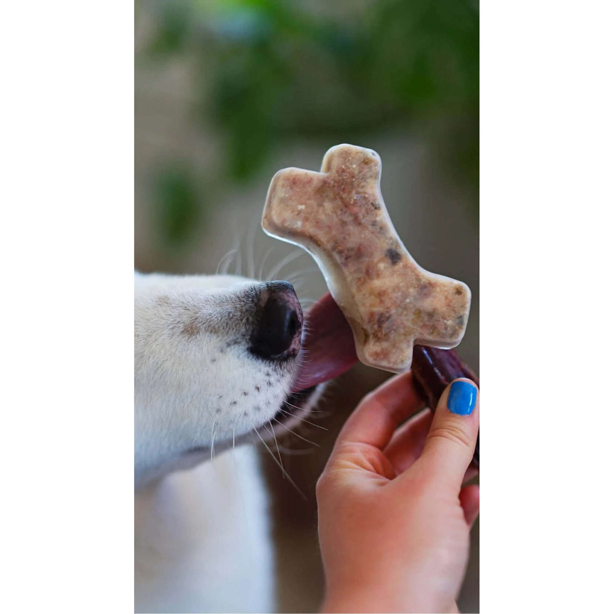 Messy Mutts Framed (Spill Resistant) Silicone Popsicle Mold Dog Treat Maker