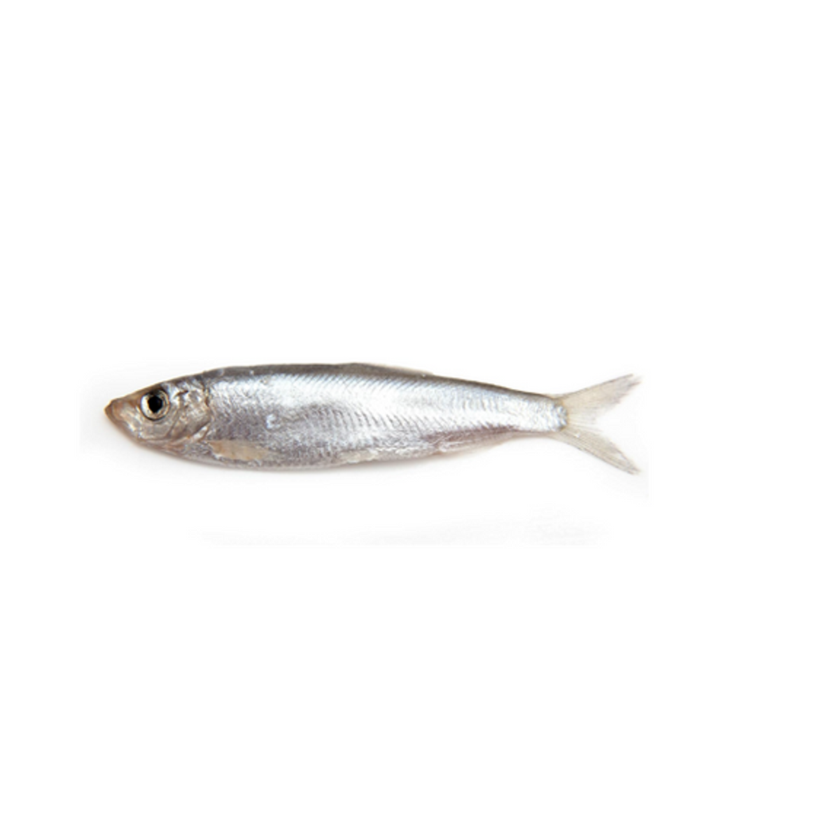 Plato Pet Treats Sprat Oil Recipe for Dogs &amp; Cats