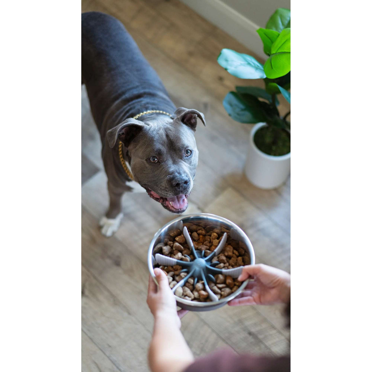 Messy Mutts Universal Slow Feeder Bowl Insert with Suction