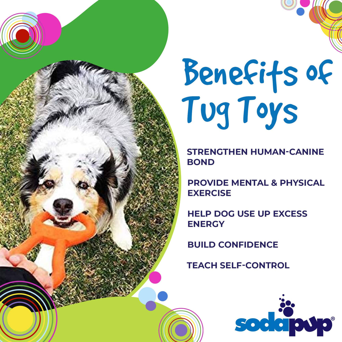 SodaPup Pop Top Rubber Tug Toy for Interactive Play
