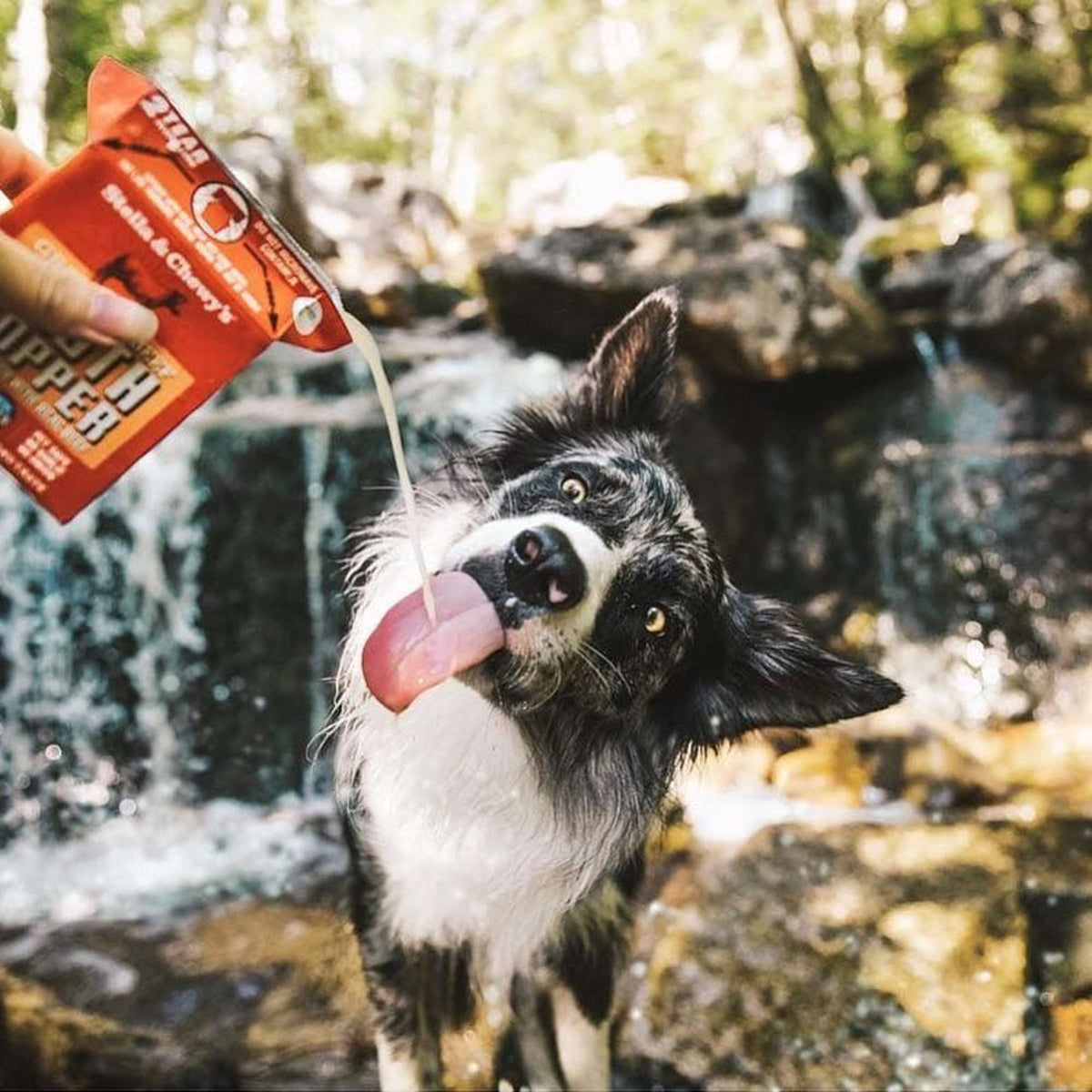 Stella &amp; Chewy&#39;s Broth Topper Chicken for Dogs
