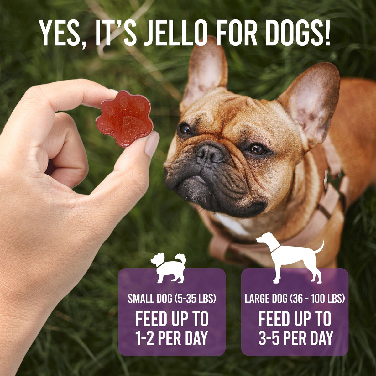 SodaPup Dogtastic Jelly Shots Silicone Mold Paw Shape