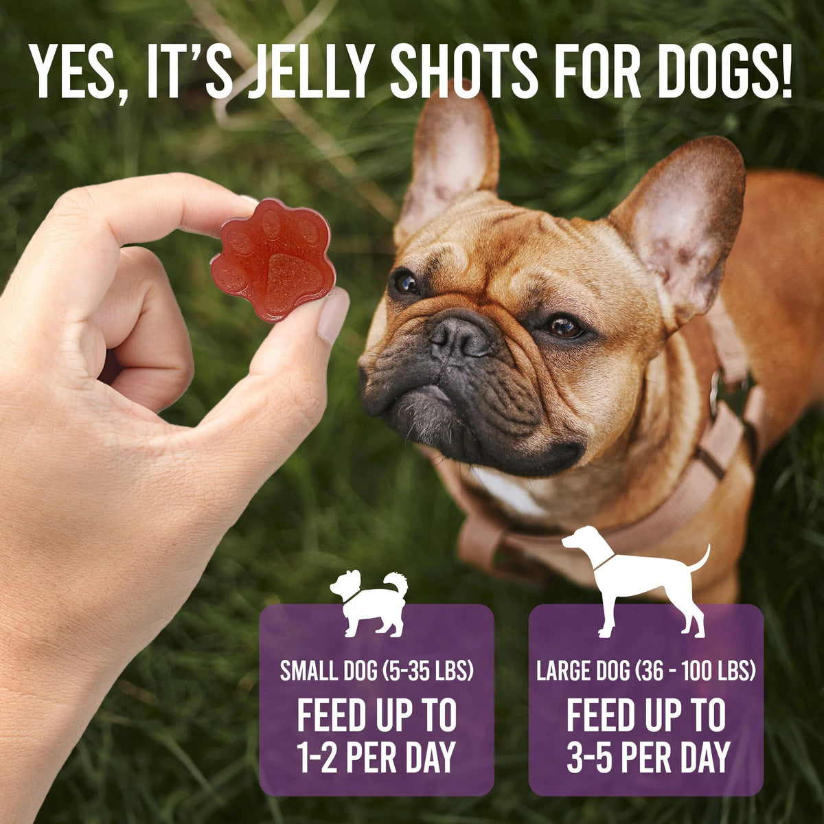 SodaPup Dogtastic Jelly Shots Gelatin Mix For Dogs - Cranberry Flavor