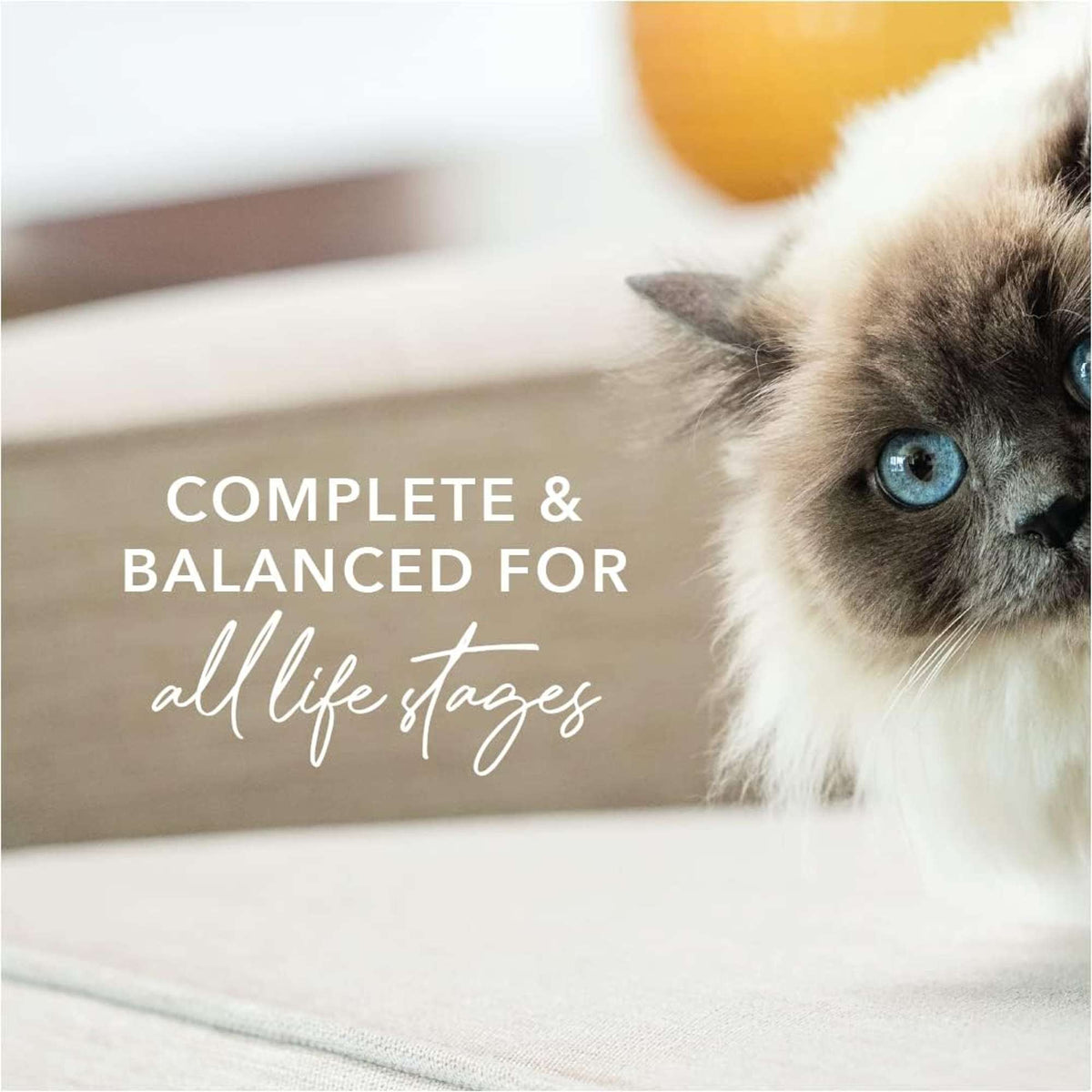 Feline Natural Grain Free Chicken Feast Canned Cat Food