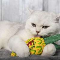 Yeowww! Catnip Pineapple Toy