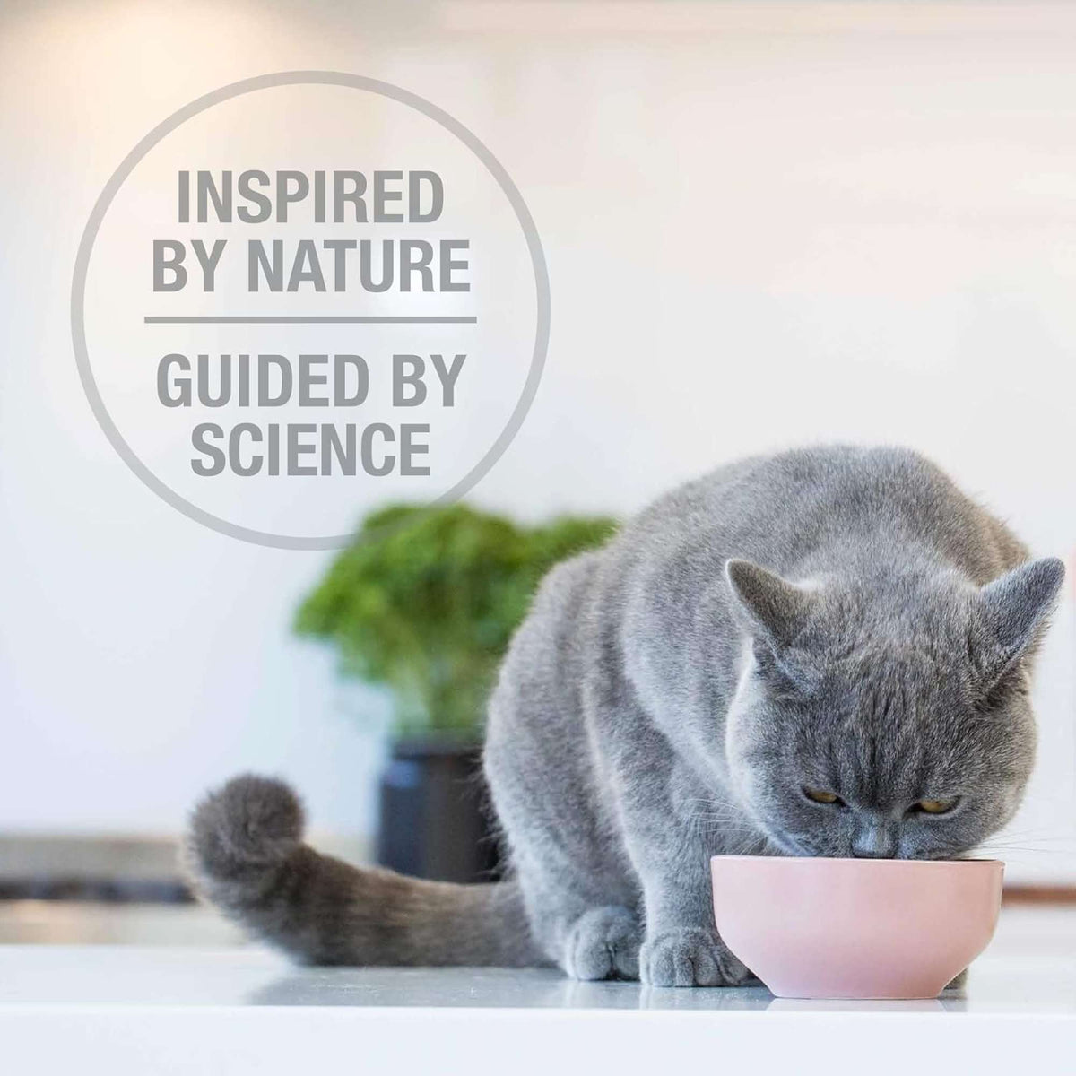 Feline Natural Freeze-Dried Chicken Feast Topper or Cat Food