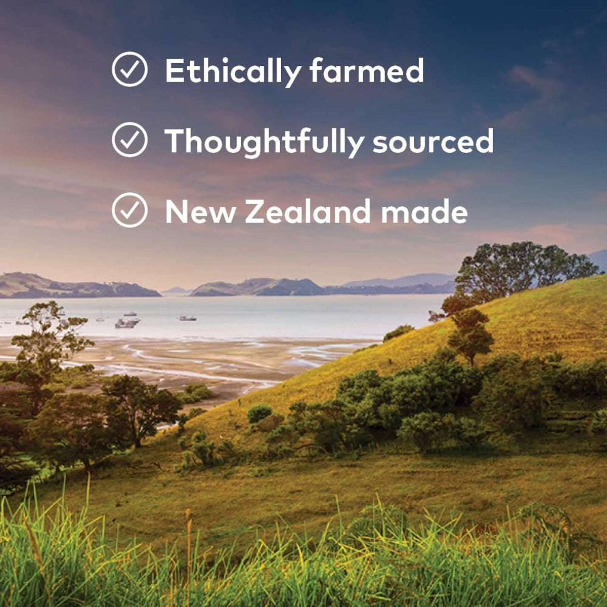 Ziwi Peak Lamb Recipe Canned Dog Food