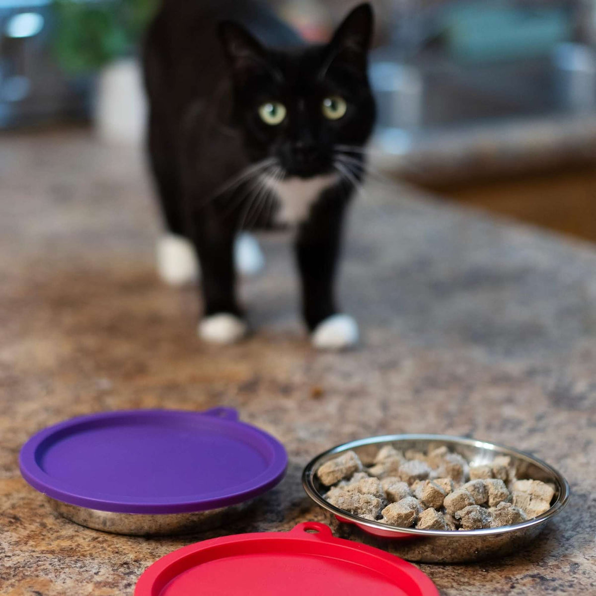 Messy Mutts 2 Pack Silicone Air-Tight Cat Bowl with Lid Cat Food Storage