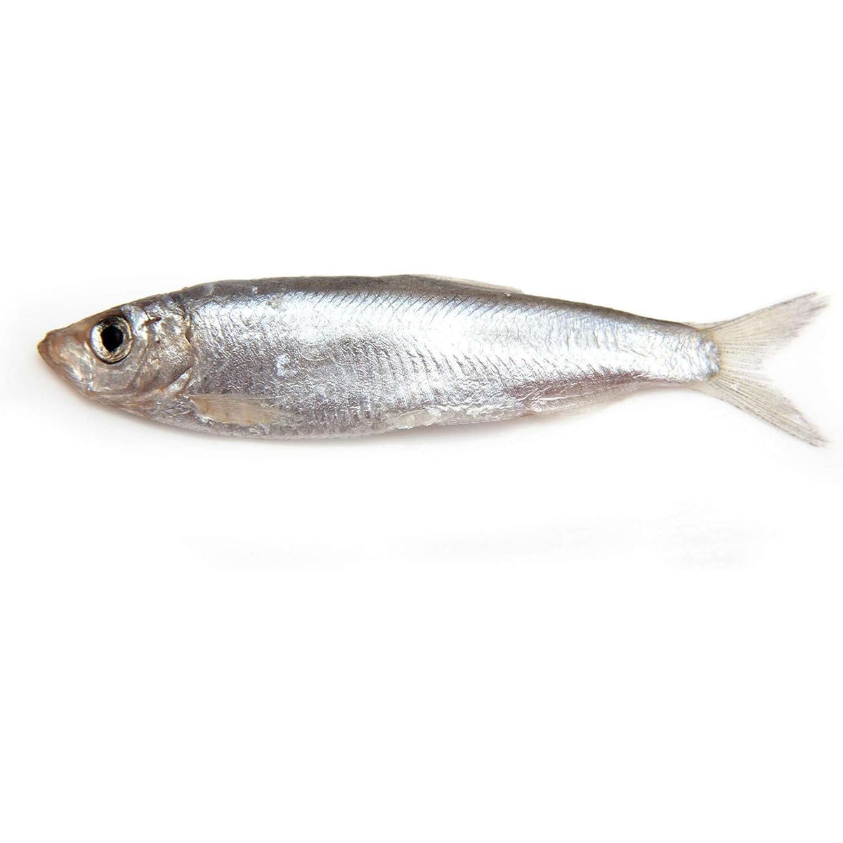 Plato Pet Treats Wild Caught Baltic Sprat for Dogs