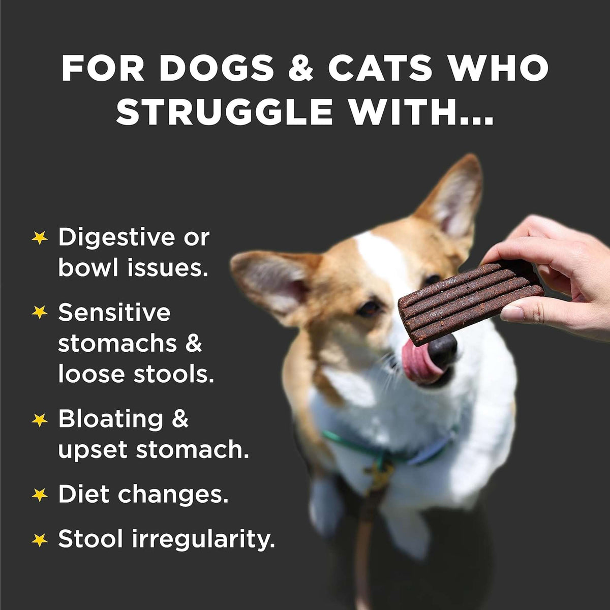 Diggin Your Dog Firm Up! Pumpkin Bars Digestive Aid Dog &amp; Cat Supplement