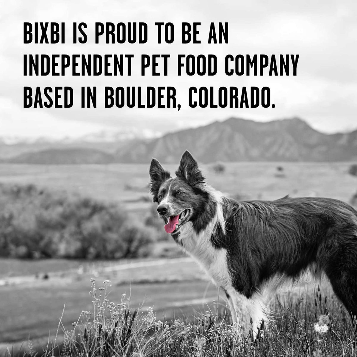 Bixbi Rawbble Freeze-Dried Raw Coated Grain Free Duck Dog Food