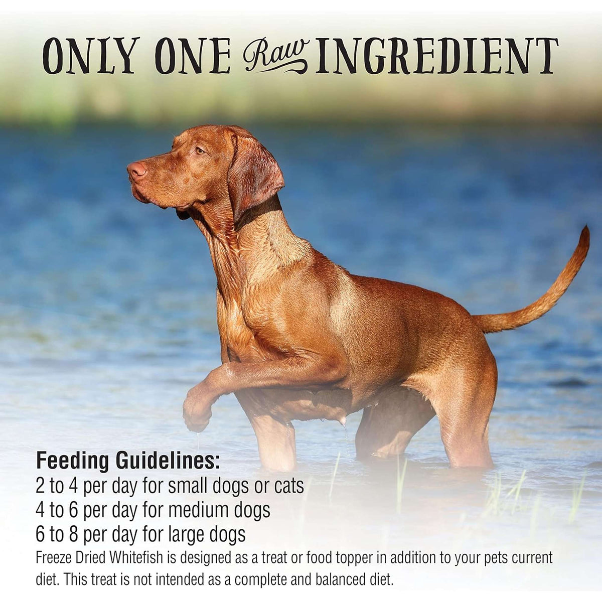 Northwest Naturals Raw Rewards Freeze-Dried Whitefish Dog &amp; Cat Treats
