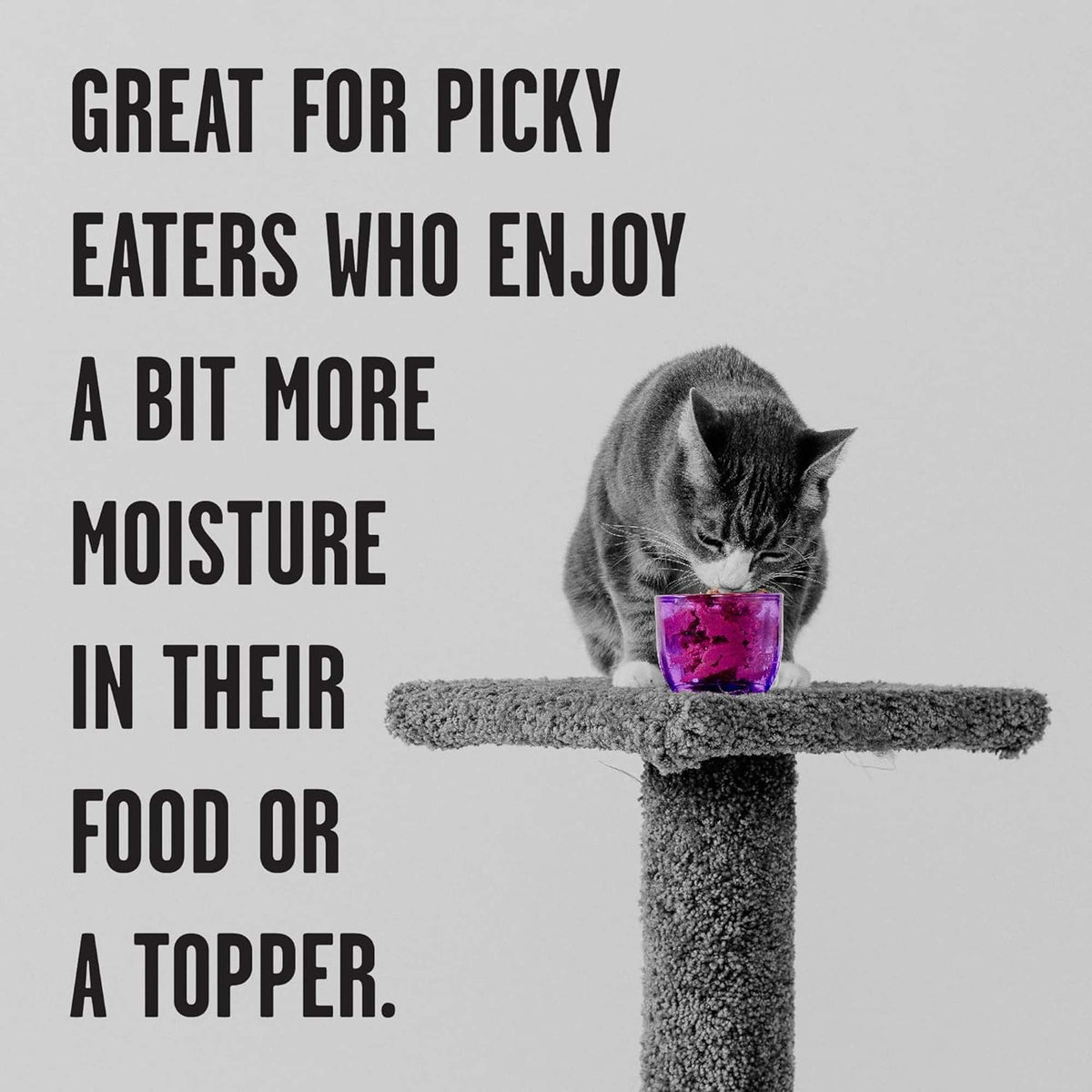 Bixbi Rawbble Paté Grain Free Beef Canned Cat Food