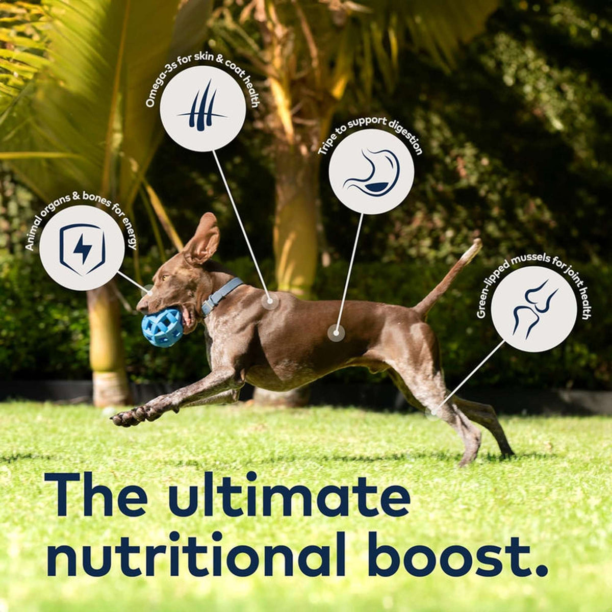Ziwi Peak Variety Pack All Recipes Canned Dog Food