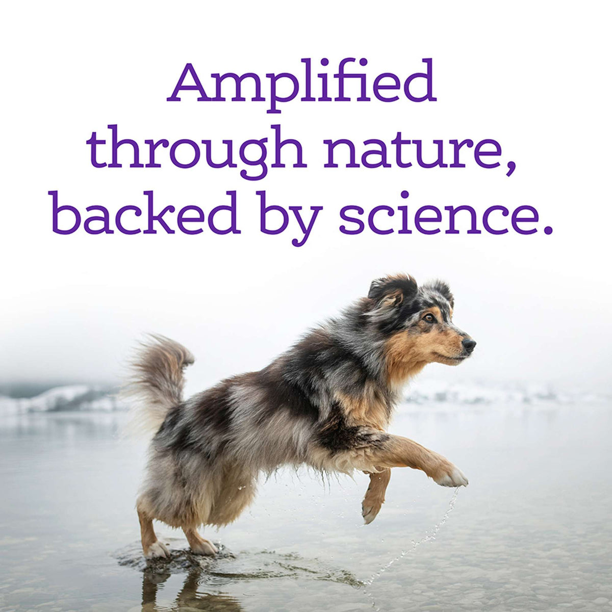 NutriSource Amplifull Calming Soft Chews Dog Supplement