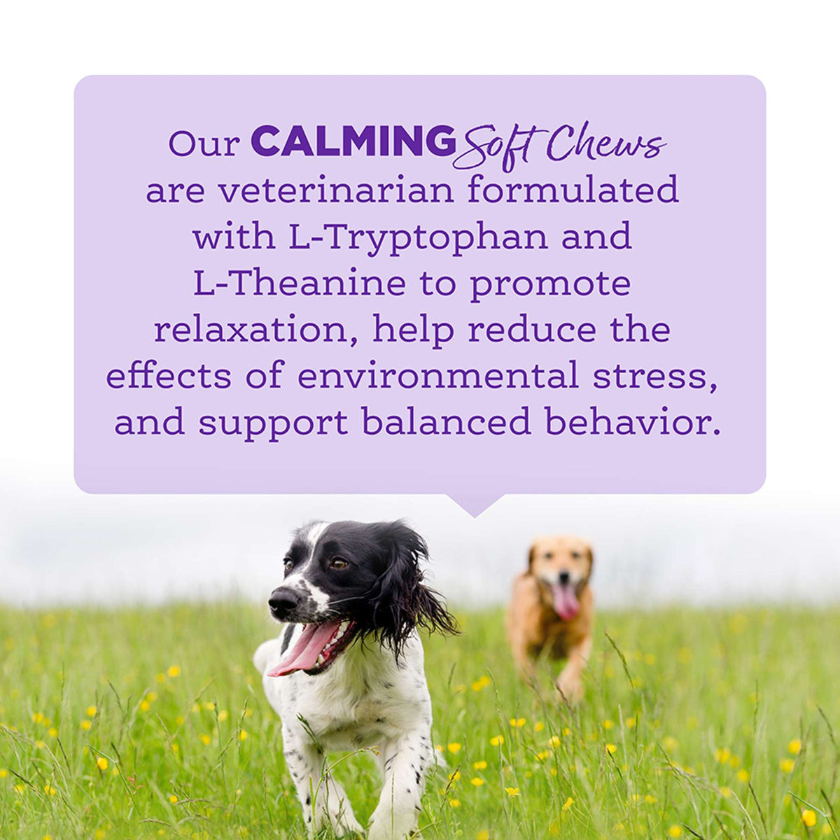 NutriSource Amplifull Calming Soft Chews Dog Supplement
