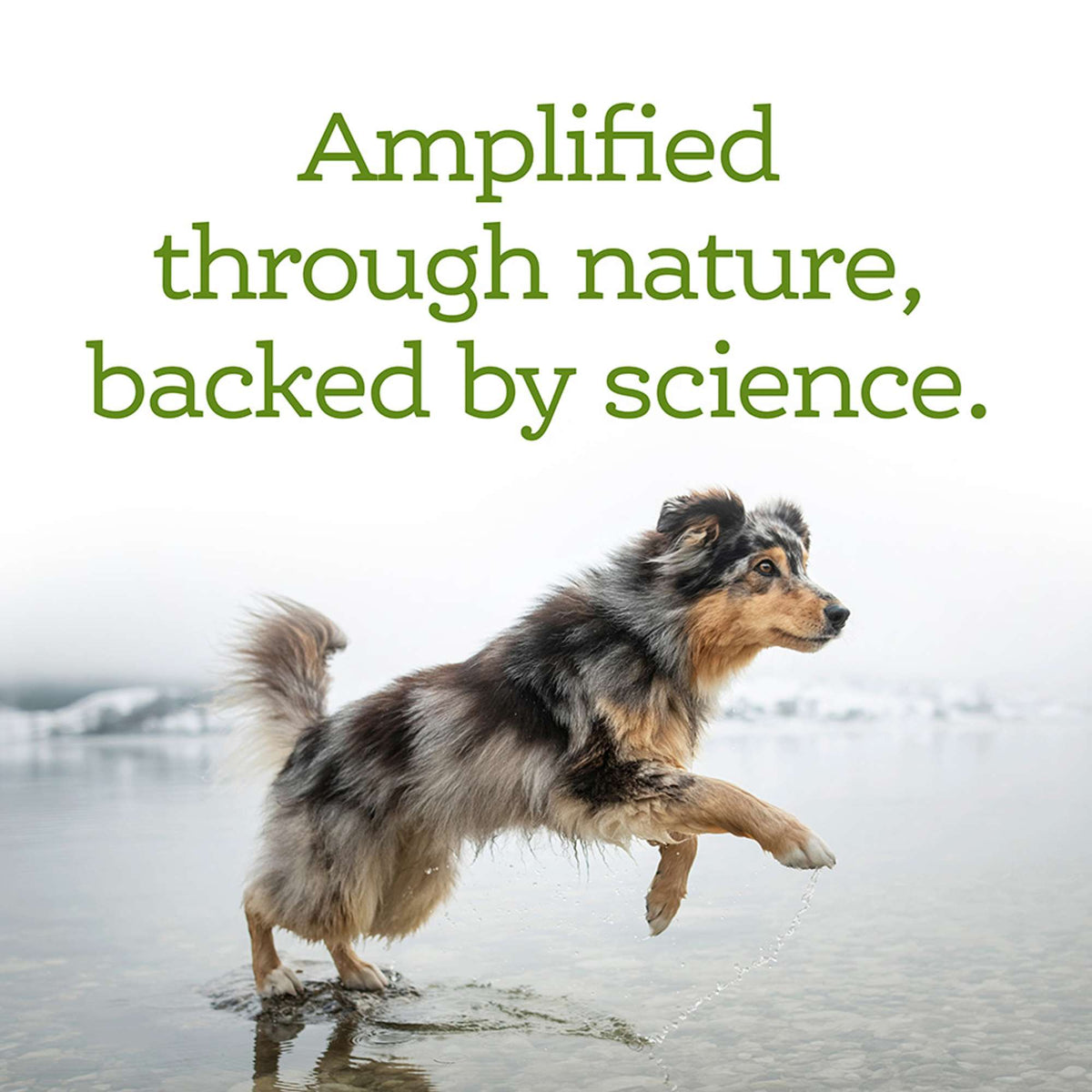 NutriSource Amplifull Immune + Digestive Support Gummies Dog Supplements