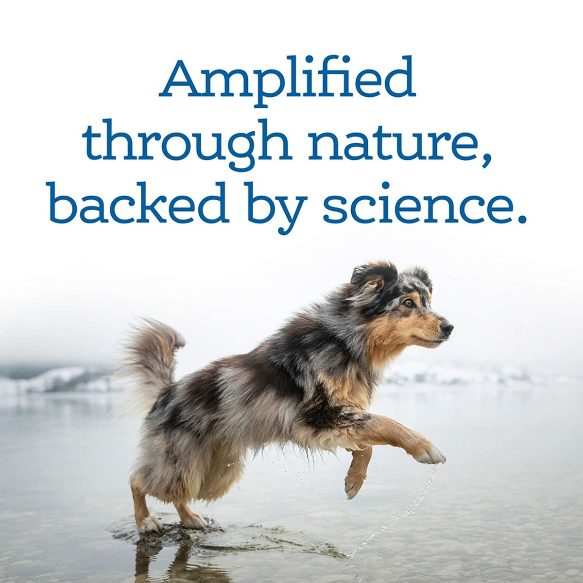 NutriSource Amplifull Mobility Soft Chews Dog Supplement