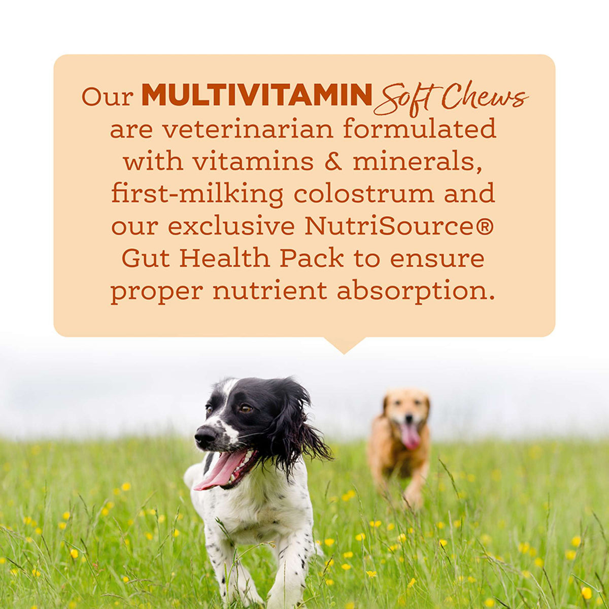 NutriSource Amplifull Multivitamin Soft Chews Dog Supplement