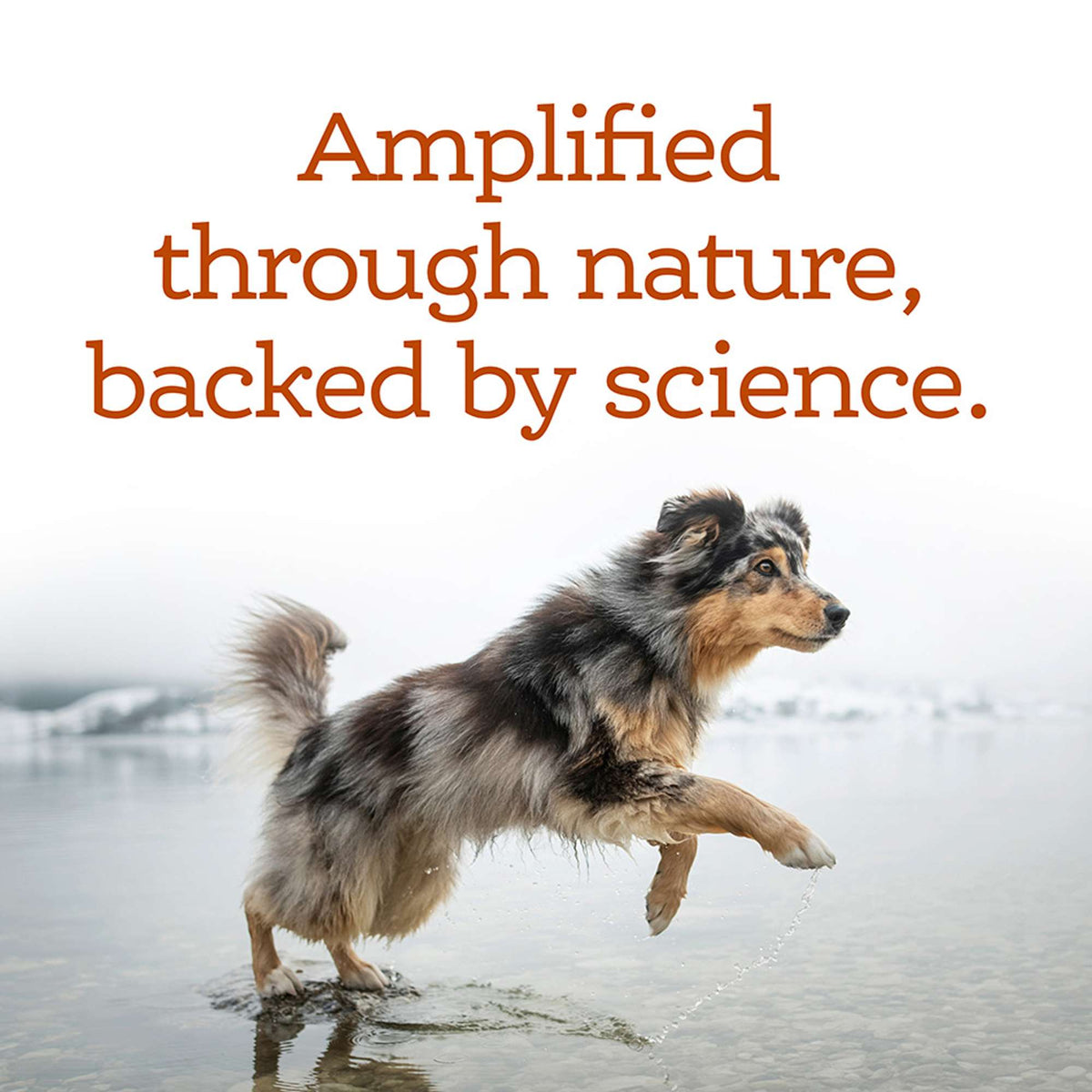NutriSource Amplifull Multivitamin Soft Chews Dog Supplement