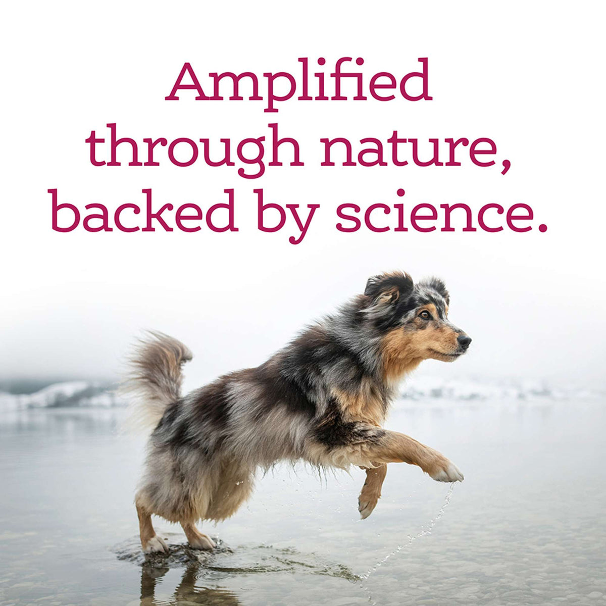 NutriSource Amplifull Skin &amp; Coat Soft Chews Dog Supplements