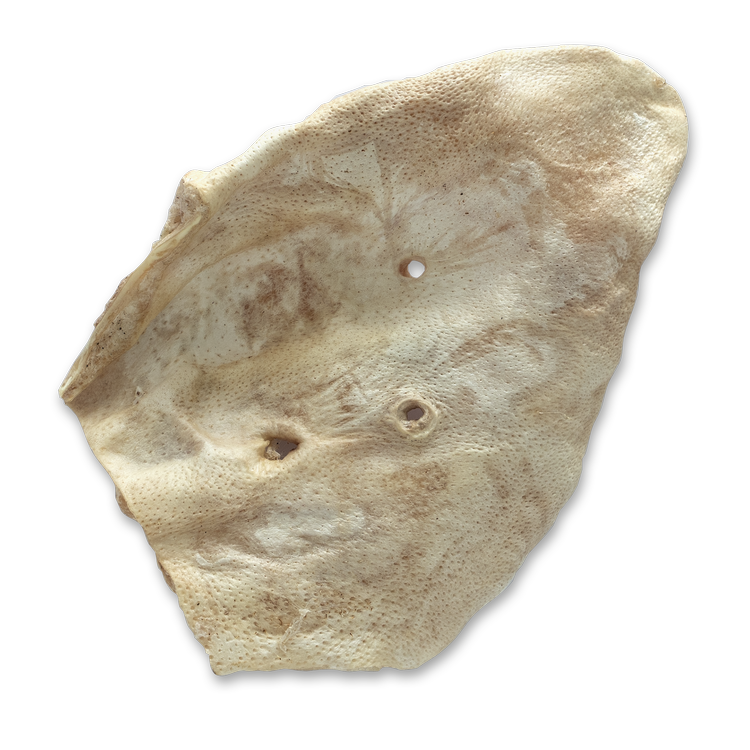 The Bones &amp; Co Freeze-Dried Raw Pig Ears Dog &amp; Cat Chews