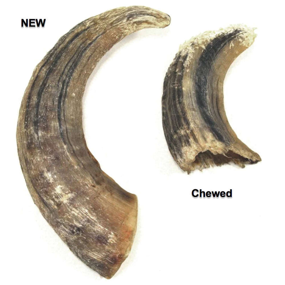 Icelandic+ Lamb Horn Dog Chew