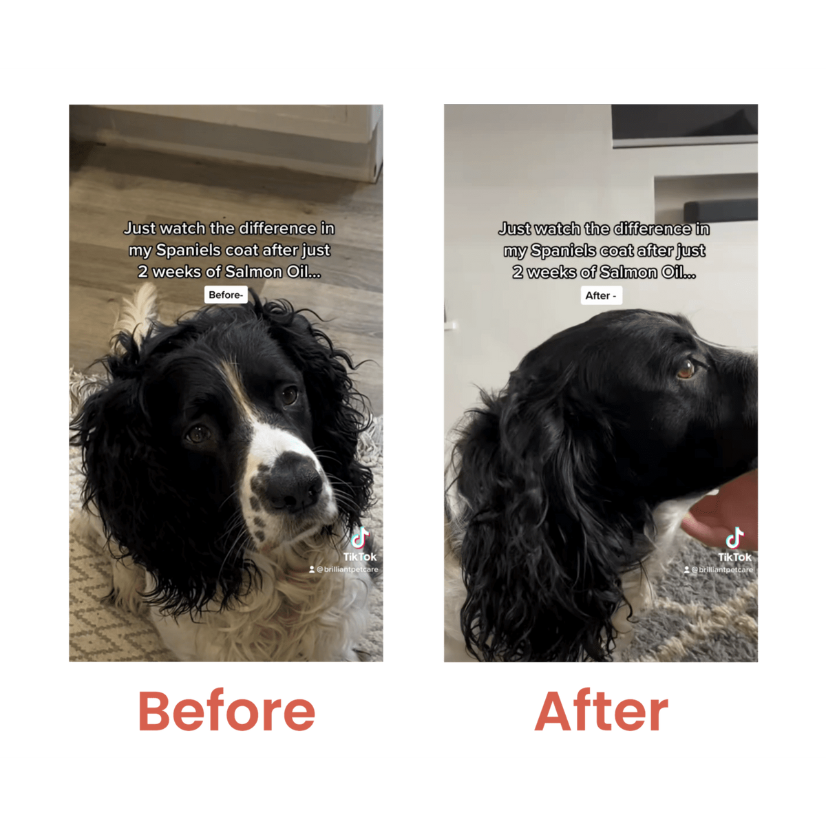 Brilliant Salmon Oil for Dogs and Cats