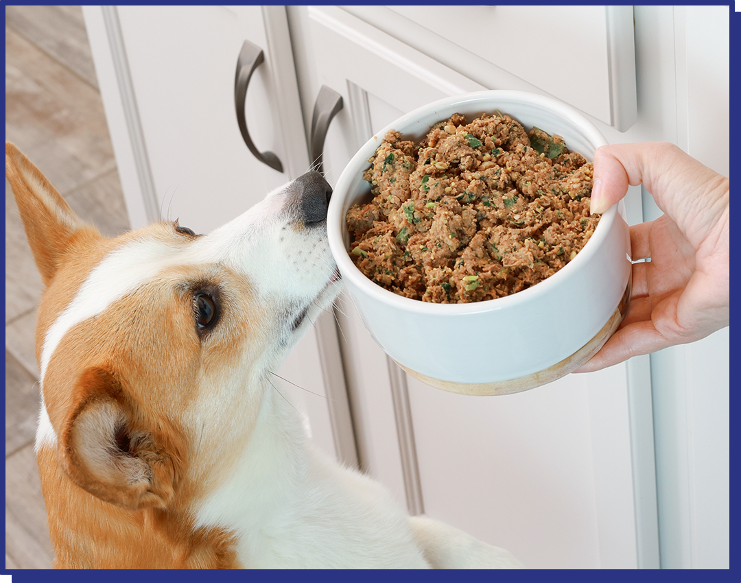 My Perfect Pet Gently Cooked Grain Free Buddy&#39;s Glycemic Friendly Beef Blend Frozen Dog Food