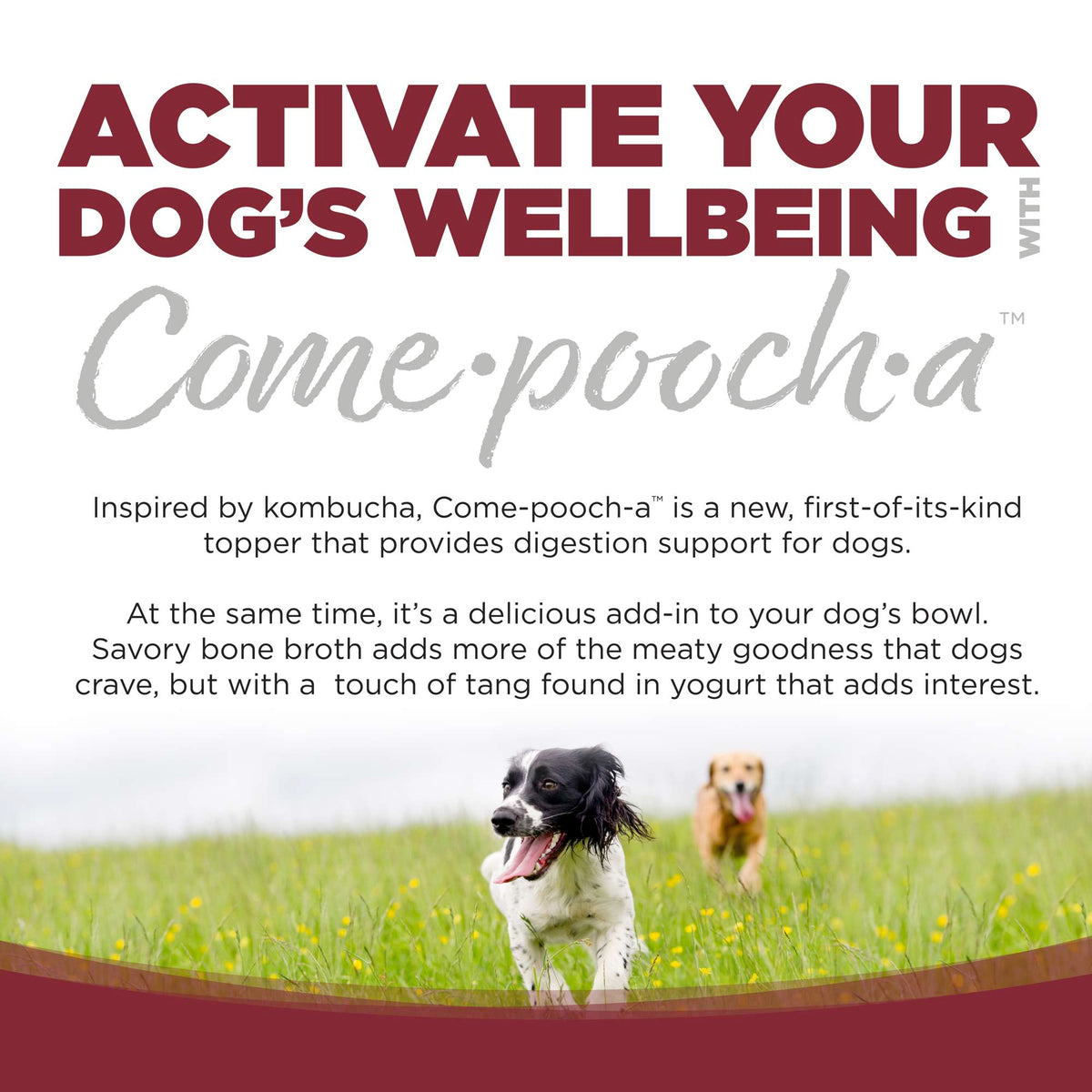 NutriSource Come-Pooch-a Beef Bone Broth for Dogs
