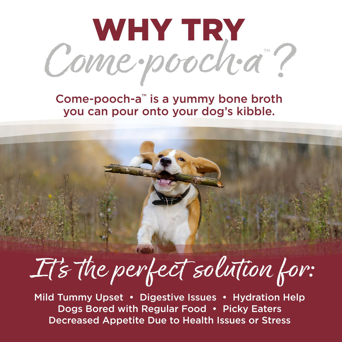 NutriSource Come-Pooch-a Beef Bone Broth for Dogs