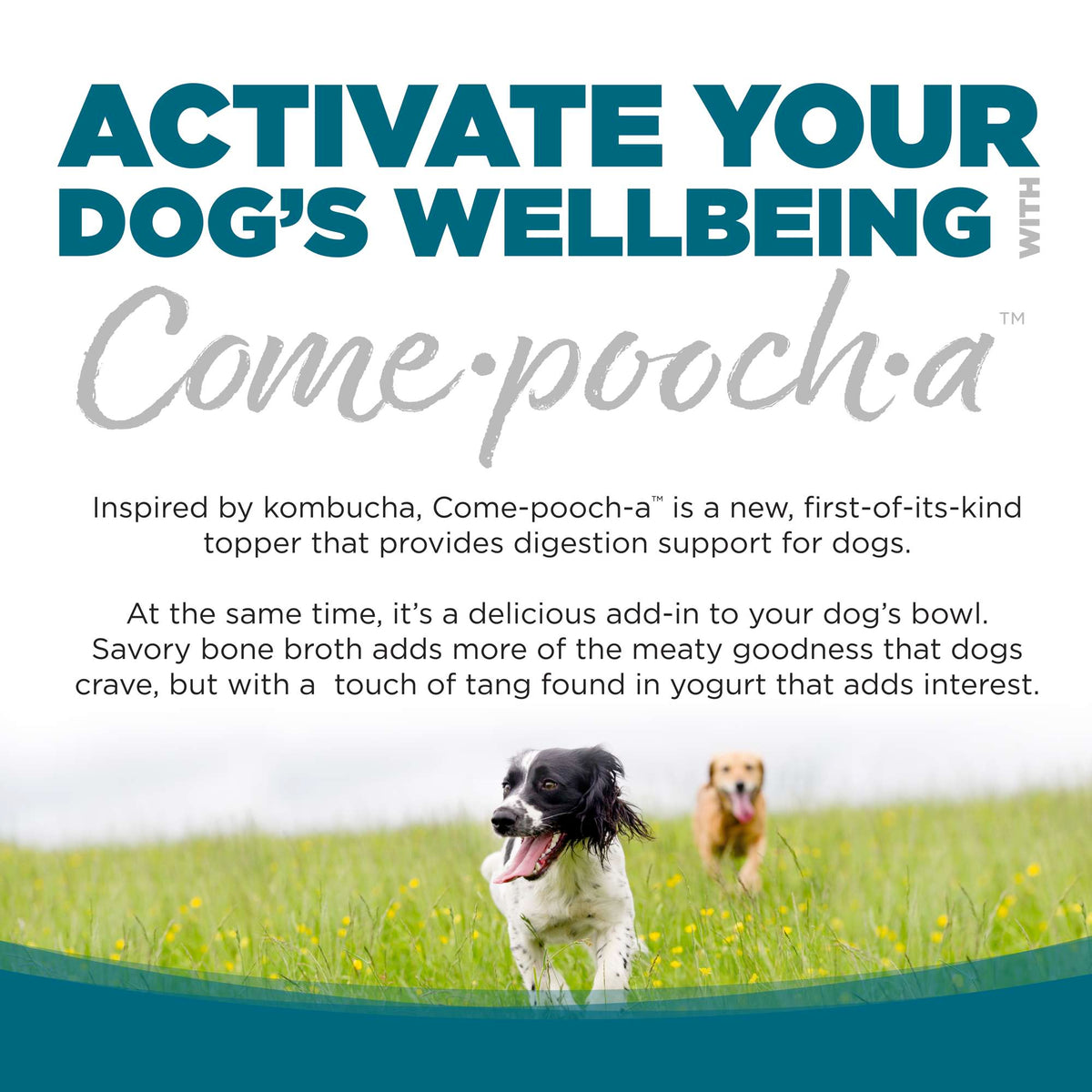 NutriSource Come-Pooch-a Chicken Bone Broth for Dogs