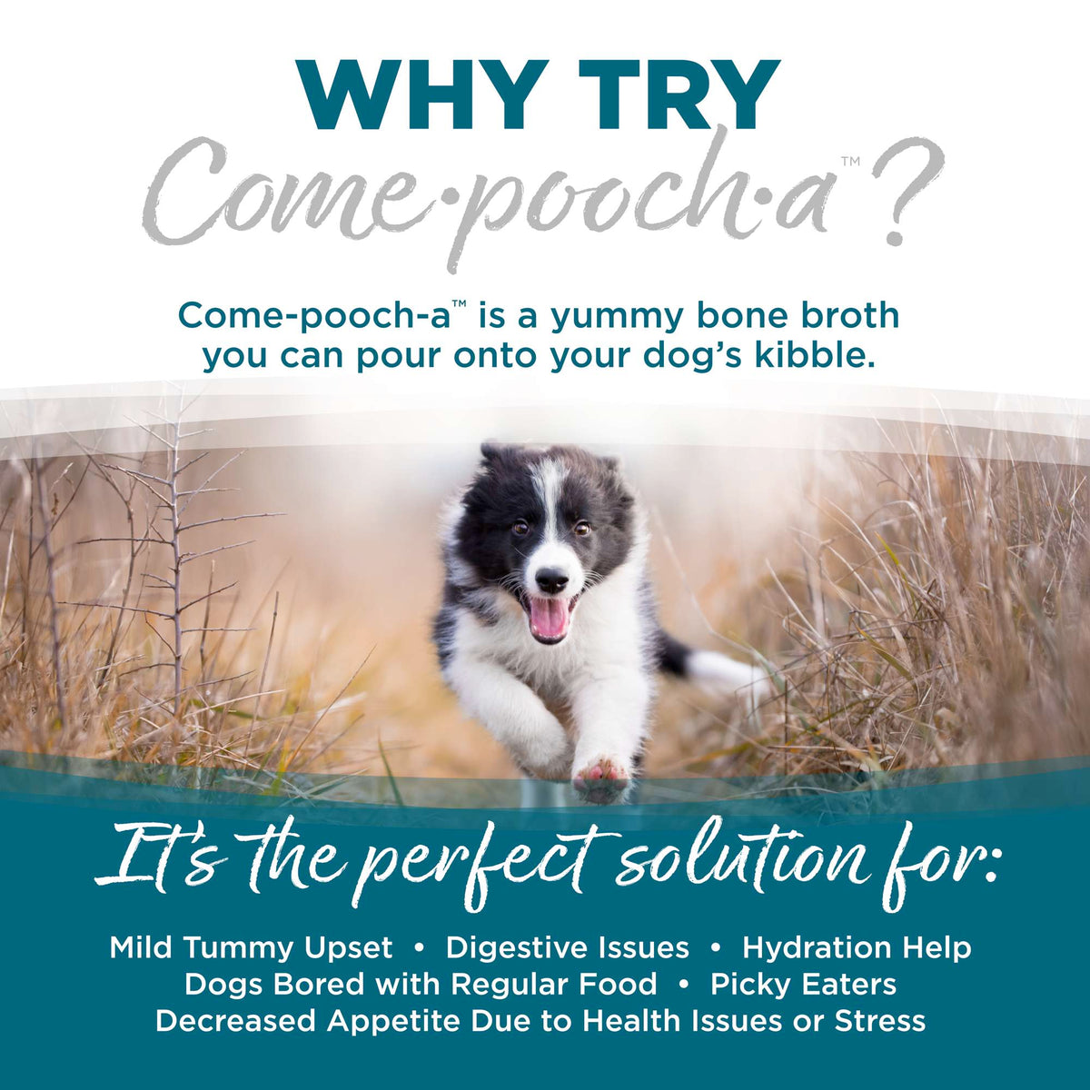 NutriSource Come-Pooch-a Chicken Bone Broth for Dogs