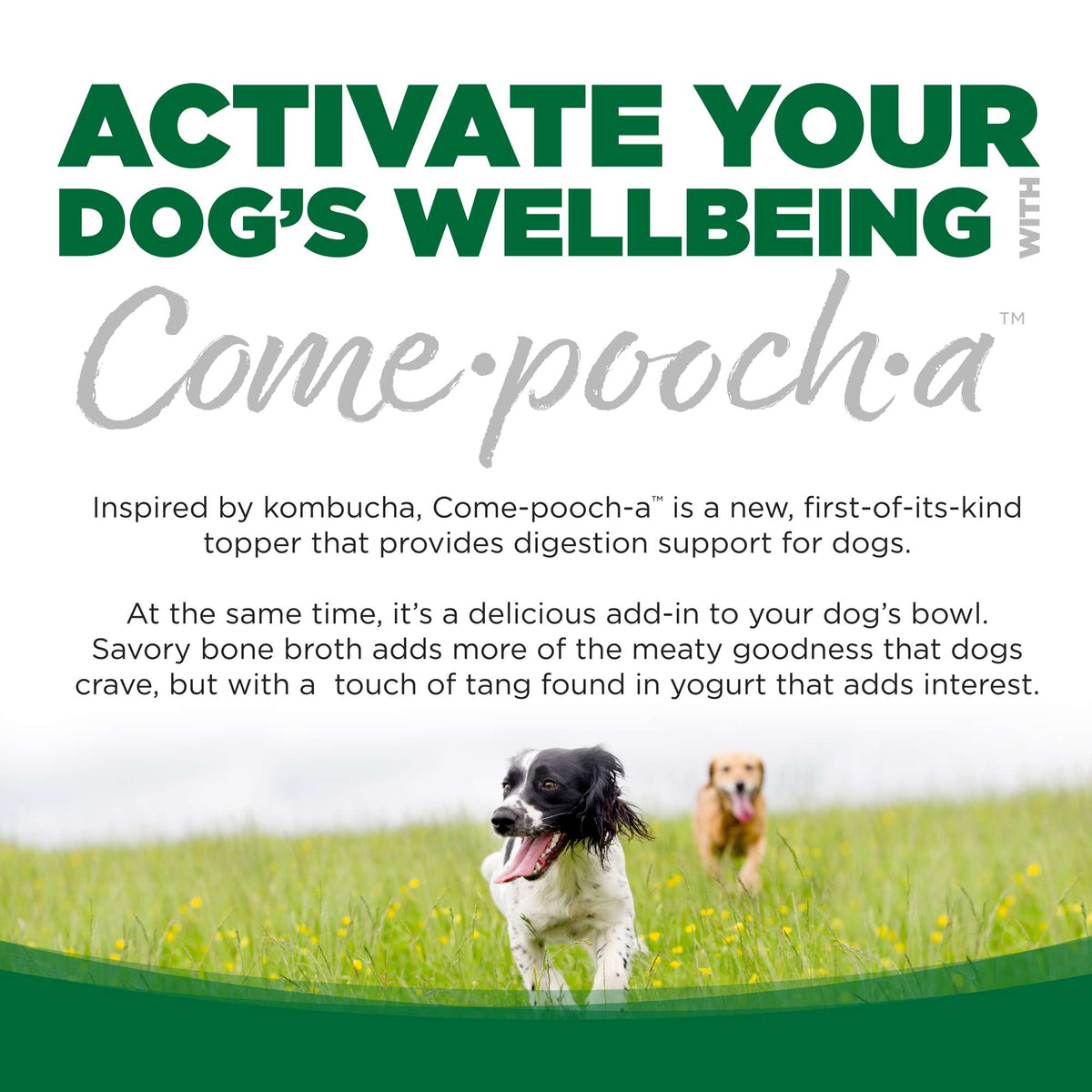 NutriSource Come-Pooch-a Turkey Bone Broth for Dogs