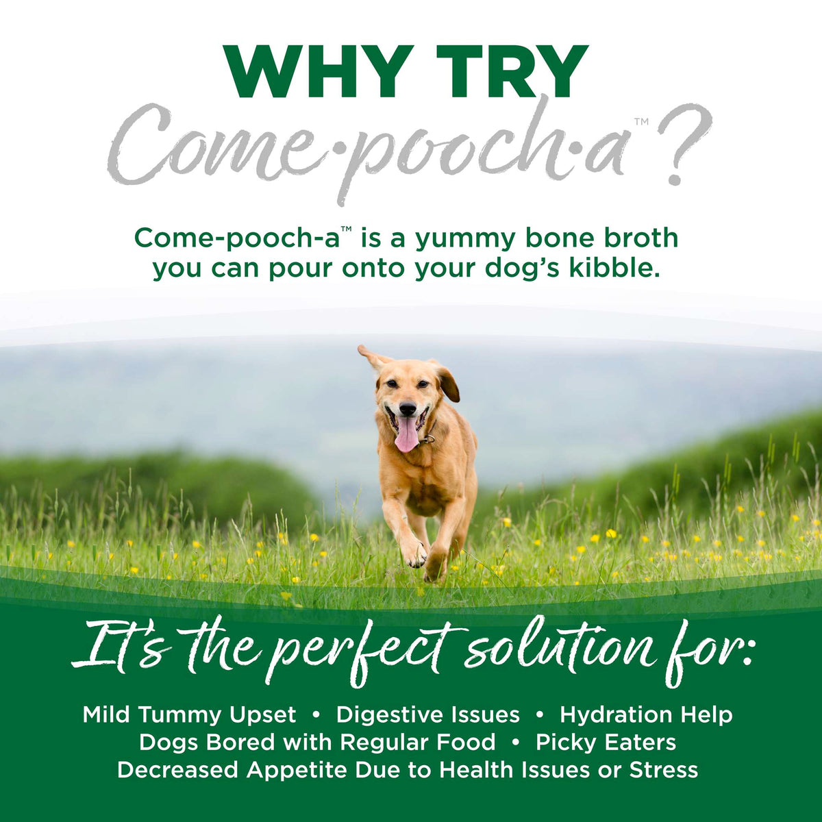 NutriSource Come-Pooch-a Turkey Bone Broth for Dogs