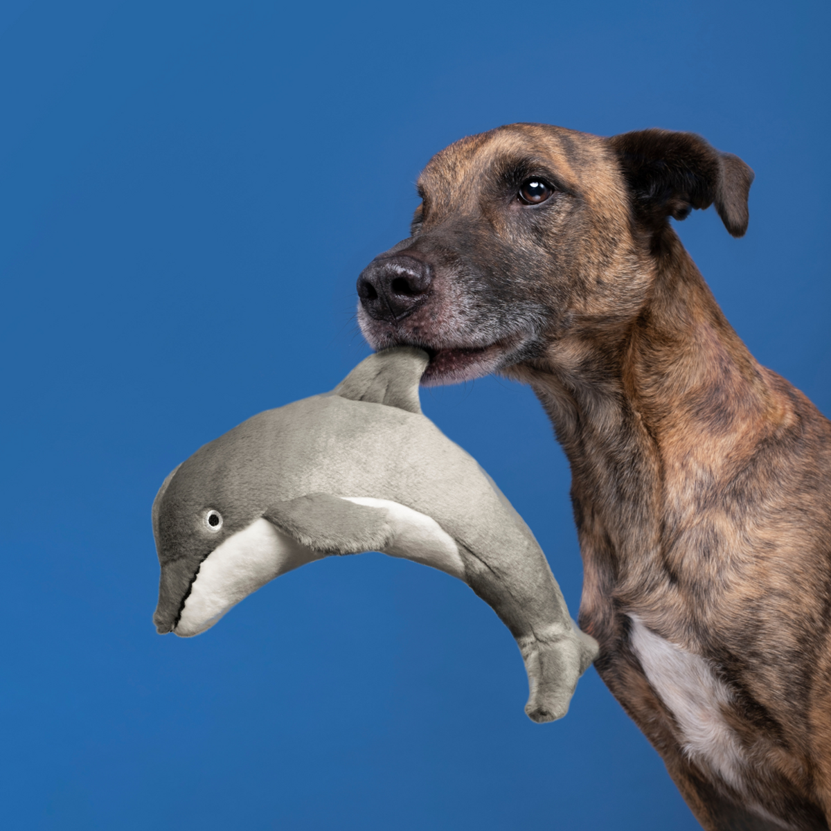 Fluff &amp; Tuff Danny Dolphin Dog Toy