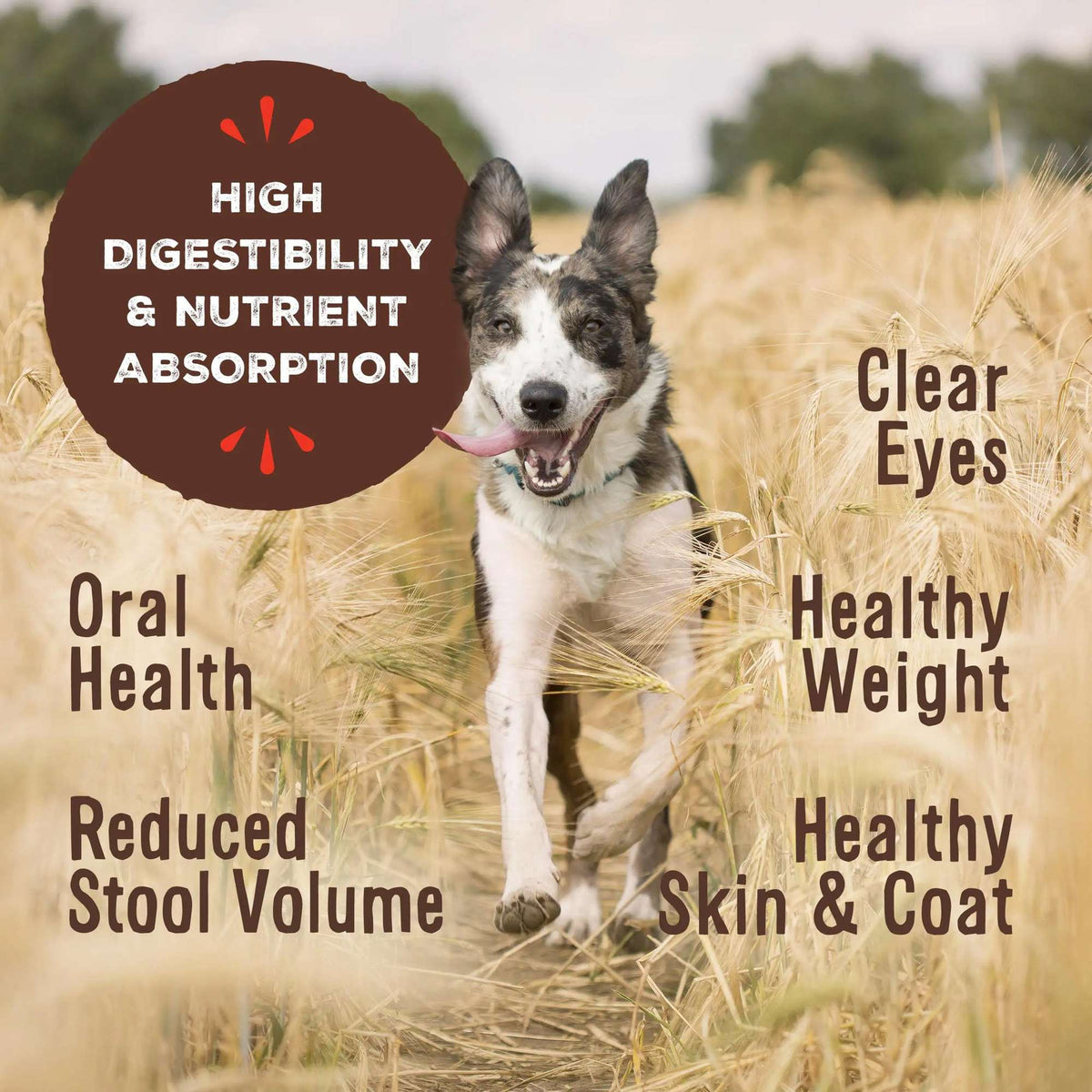 Primal Freeze-Dried Raw Nuggets Pork Dog Food