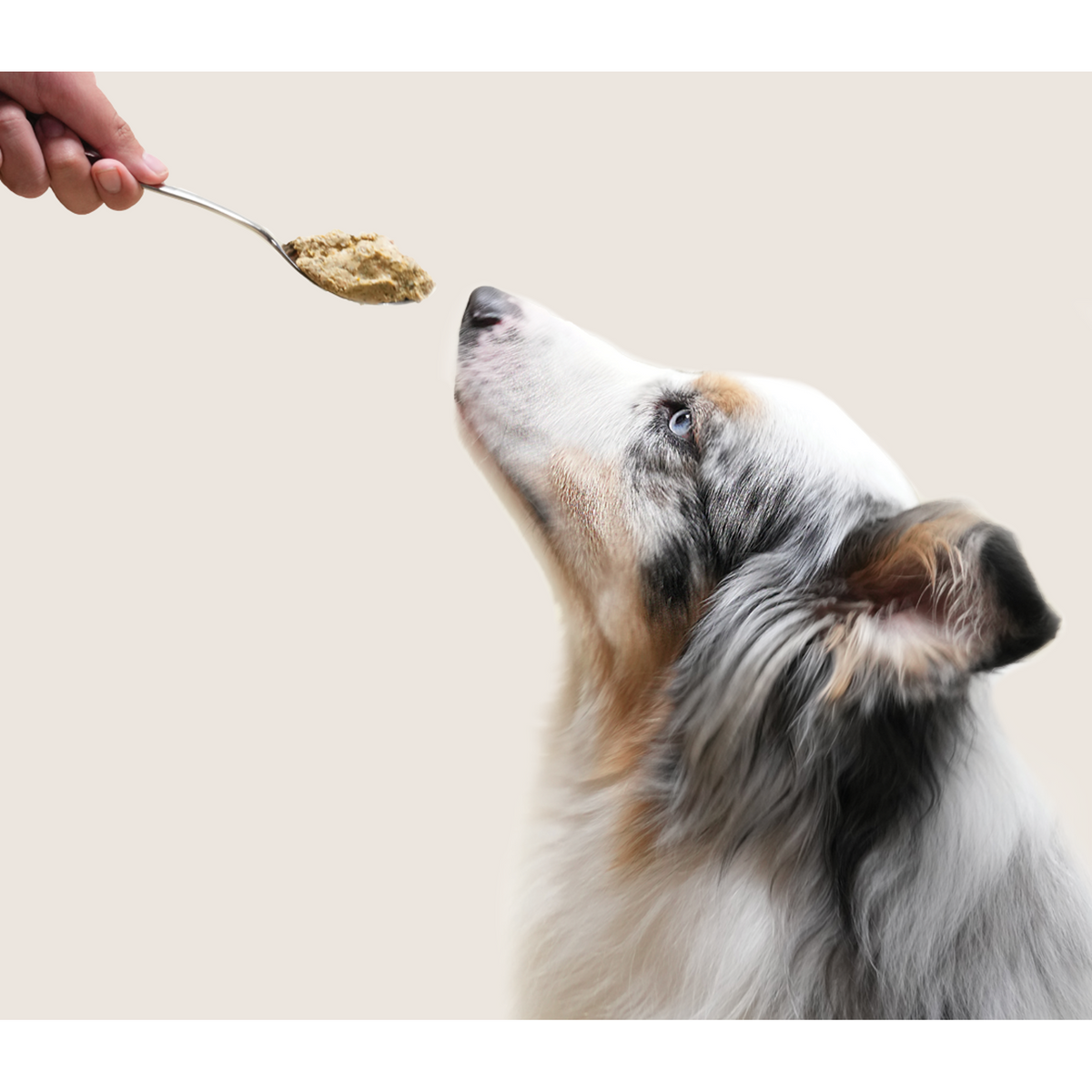 Open Farm Freshly Crafted & Gently Cooked Tummy Rescue Frozen Dog Food