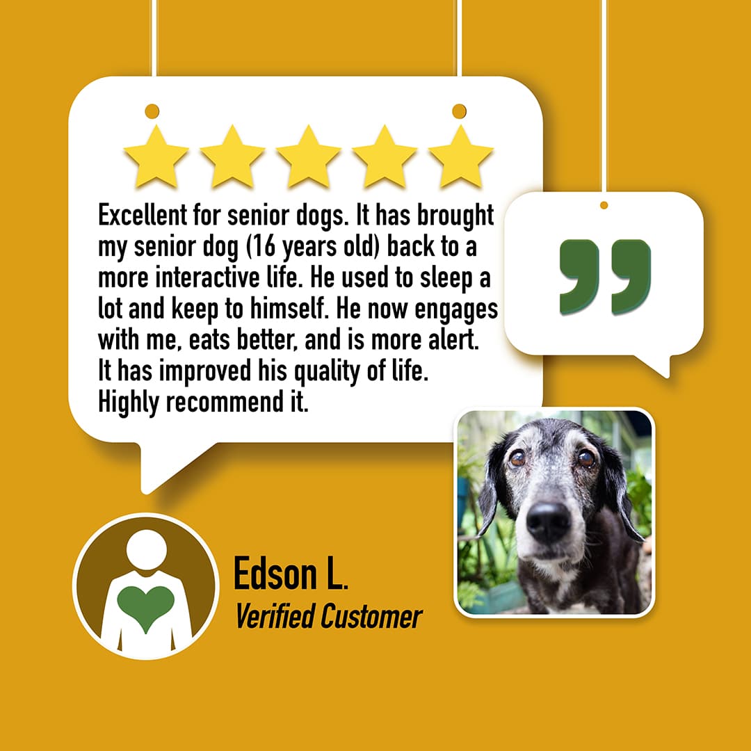 CBD Dog Health HEAL CBD Oil for Dogs